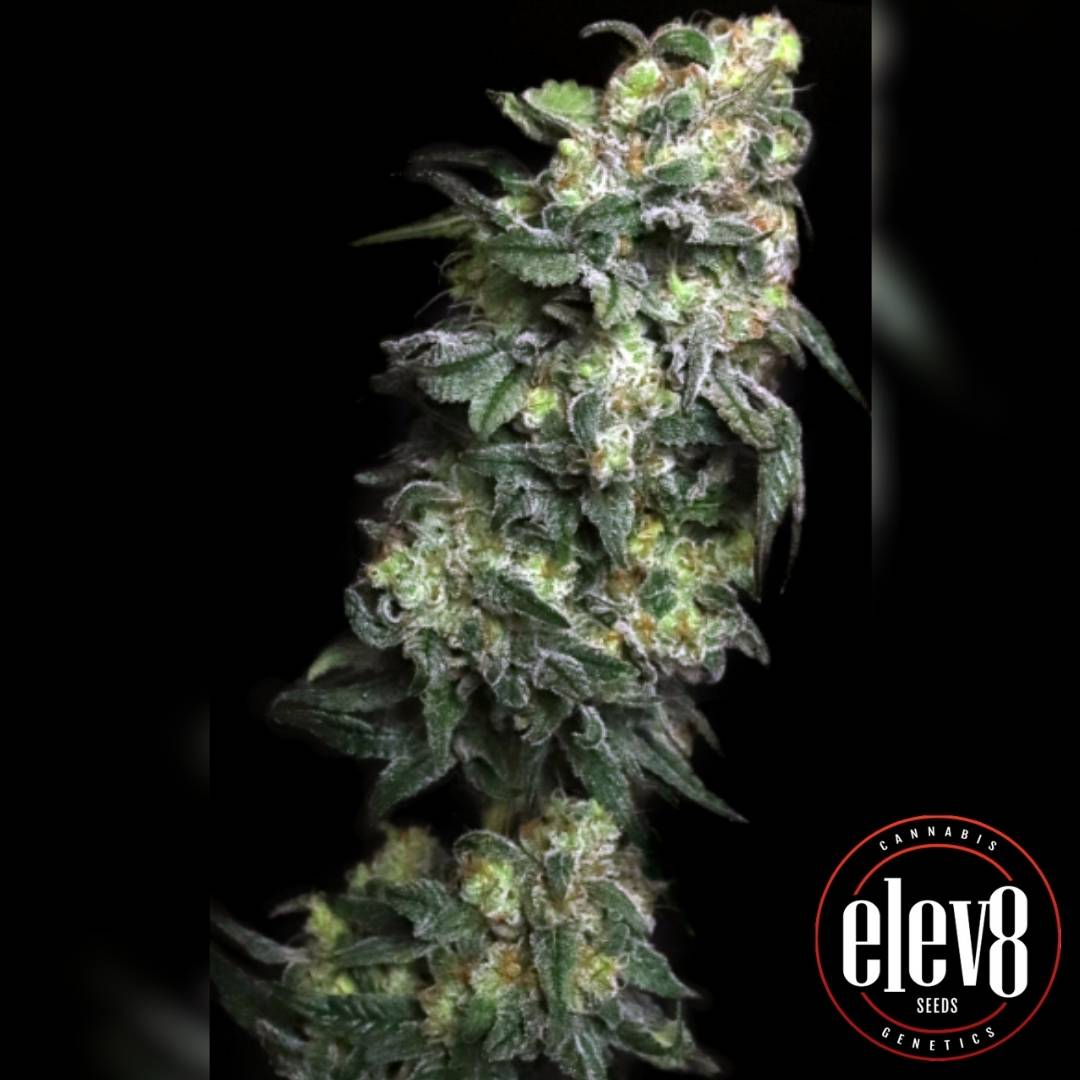 White Serpent Blüte mit dichten frostigen Knospen und violettgrünen Akzenten