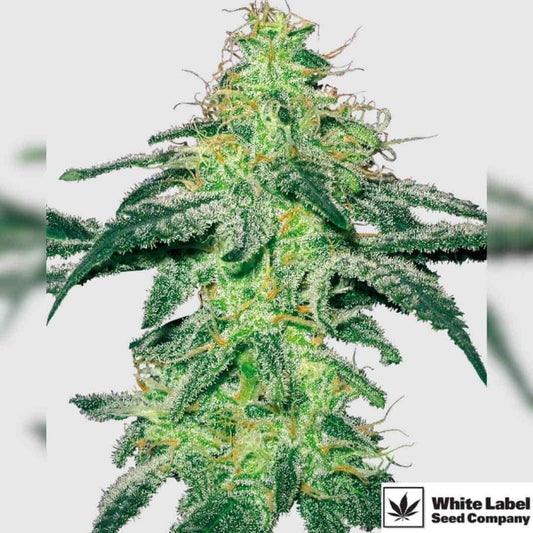 White Skunk Blüte mit dichten, harzigen Buds und orangefarbenen Stempeln