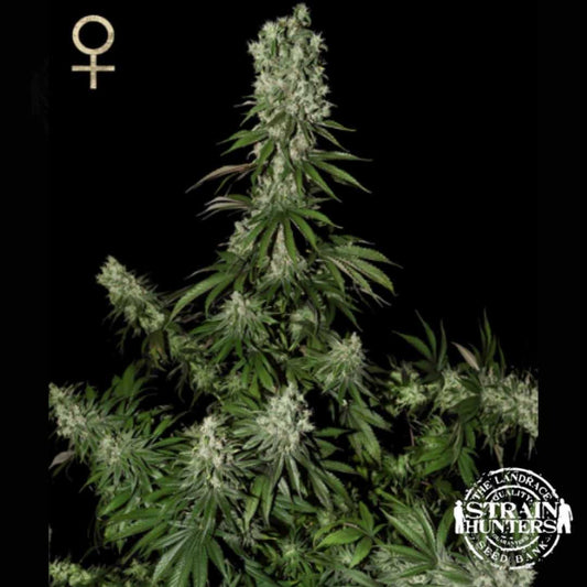 White Strawberry Skunk mit hoher Hauptcola und zahlreichen dichten, harzreichen Seitenblüten.