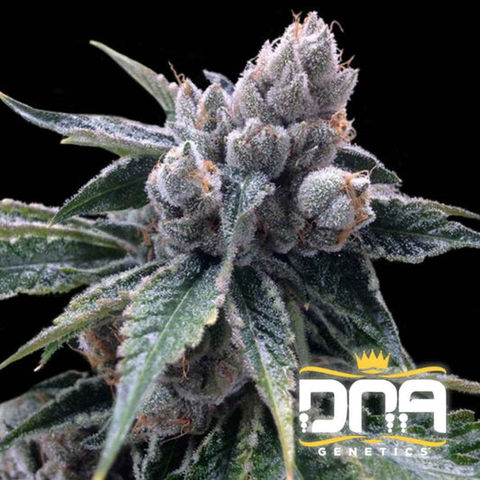 Dicht bewachsene White Walker Kush Blüte mit dicker Schicht aus Harz und frostigen Kristallen.