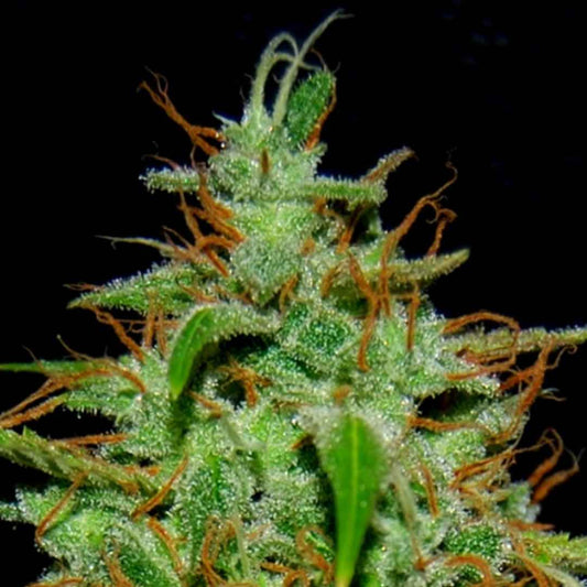 White Widow #17 Blüte mit dichten Trichomen, grünen Zuckerblättern und orangefarbenen Stigmen