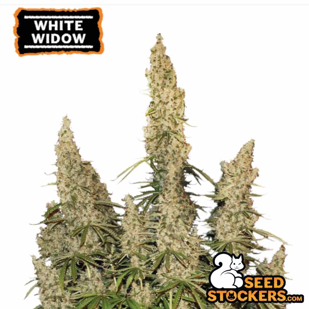 Auto White Widow mit dichten, harzigen Hauptcolas und starkem Blütenaufbau in der Reifephase