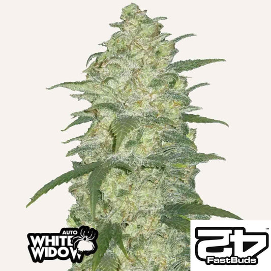 Weiße, harzreiche Blüte der White Widow Auto mit dichten Buds und kristallinen Trichomen