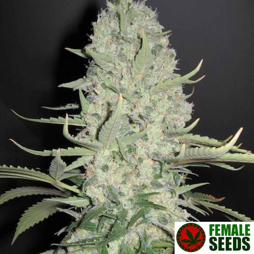 White Widow x Big Bud Pflanze mit dichtem, harzreichem Hauptbud und vielen sichtbaren Trichomen in der Blütephase