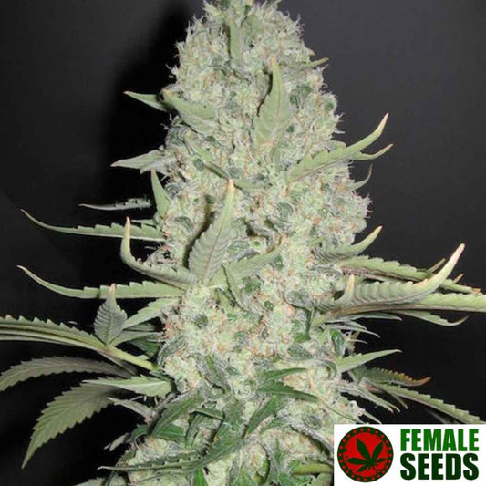 White Widow x Big Bud Pflanze mit dichtem, harzreichem Hauptbud und vielen sichtbaren Trichomen in der Blütephase