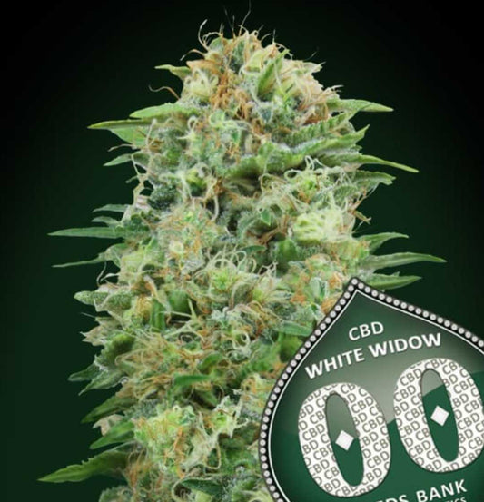 White Widow CBD Blüte mit dichten, harzigen Knospen und leuchtend orangefarbigen Stempeln.