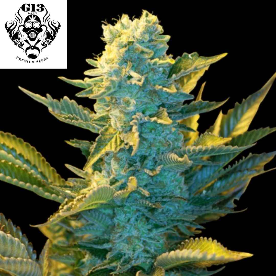 White Widow Cannabis Blüte mit dichten harzigen Buds und starkem Trichombesatz in der Blütephase