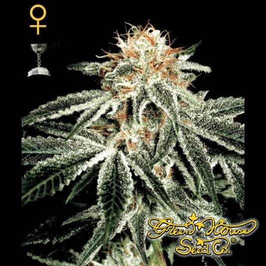 White Widow Cannabispflanze mit dichten, harzigen Buds, vielen Trichomen und orangefarbenen Blütenfäden