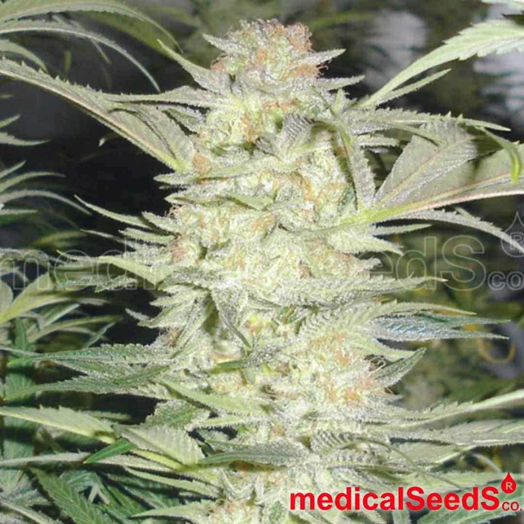 Reife White Widow Blüte mit dichter Struktur, starkem Harzbesatz und gut entwickelten Trichomen