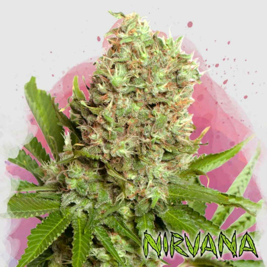 Dichte White Widow Blüte mit harzüberzogenen Trichomen und orangefarbenen Blütenhaaren