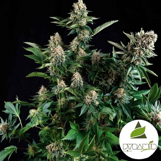 Harzige White Widow Blüten an einer kräftigen, dicht verzweigten Pflanze mit kompakten, hellgrünen Buds.