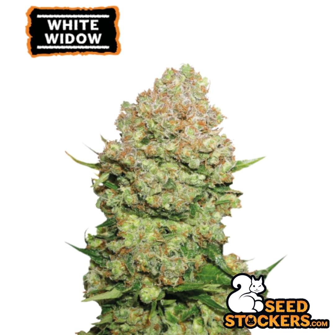 White Widow Hauptblüte mit dichter Struktur, starkem Harzbesatz und typischen orangefarbenen Blütenhaaren