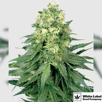 White Widow Blüte mit dichten, harzigen Buds und hellen Trichomen an kräftiger Indica-Pflanze