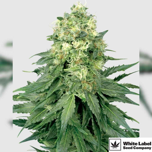 White Widow Blüte mit dichten, harzigen Buds und hellen Trichomen an kräftiger Indica-Pflanze