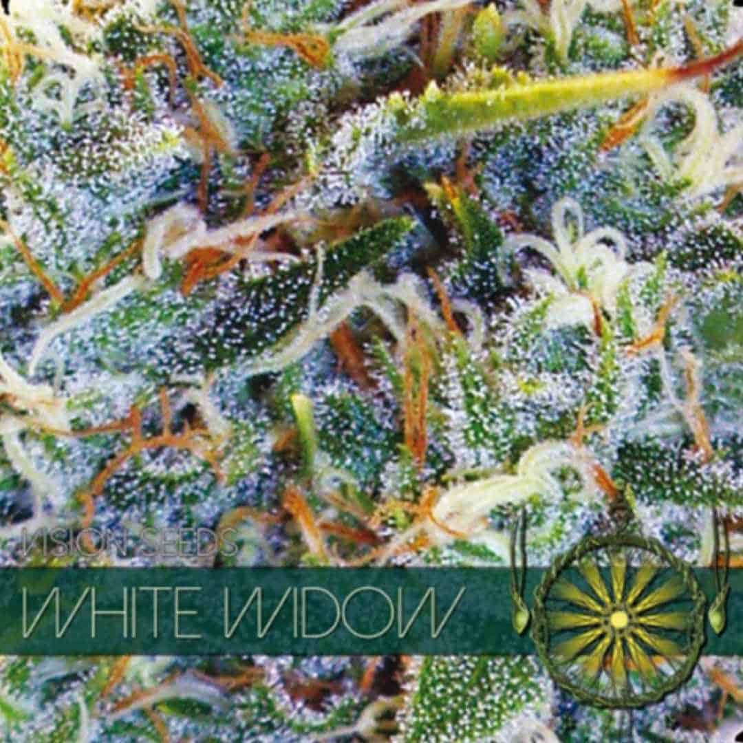 White Widow von Vision Seeds mit dichter heller Cannabisblüte und kräftiger weißer Trichomschicht.