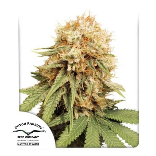 White Widow Bud mit dichten Harzschichten, orangefarbenen Blütenhaaren und kräftigen grünen Blättern