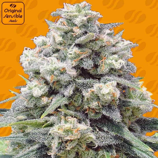 Harzige White Widow + Blüte mit dichten Buds, vielen Trichomen und orangefarbenen Stempeln