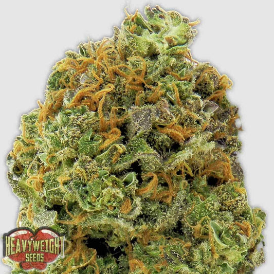 Wipeout Express Auto Blüte mit dichten, harzigen Buds und orangefarbenen Pistillen