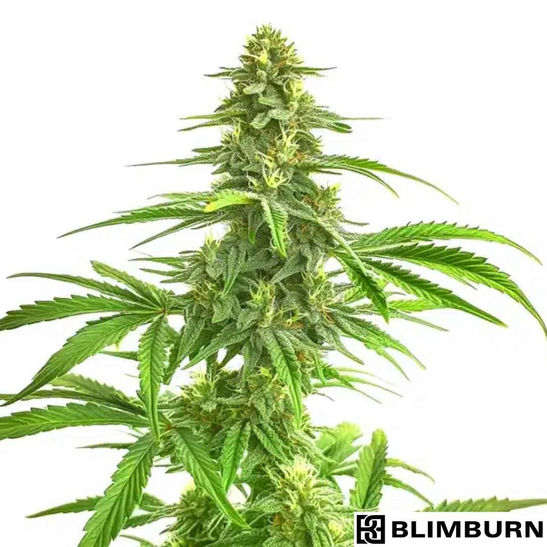 Wombat Cannabispflanze mit dichter Hauptcola, harzigen Blüten und langen, schmalen Blättern