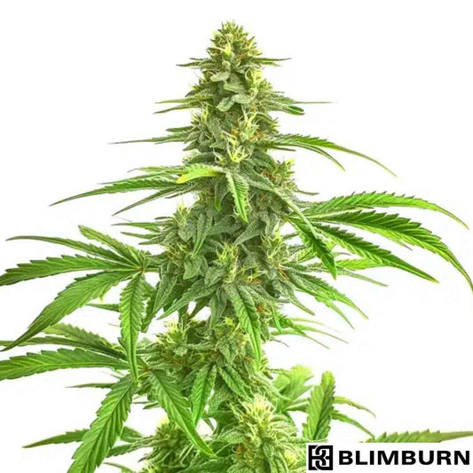 Wombat Cannabispflanze mit dichter Hauptcola, harzigen Blüten und langen, schmalen Blättern