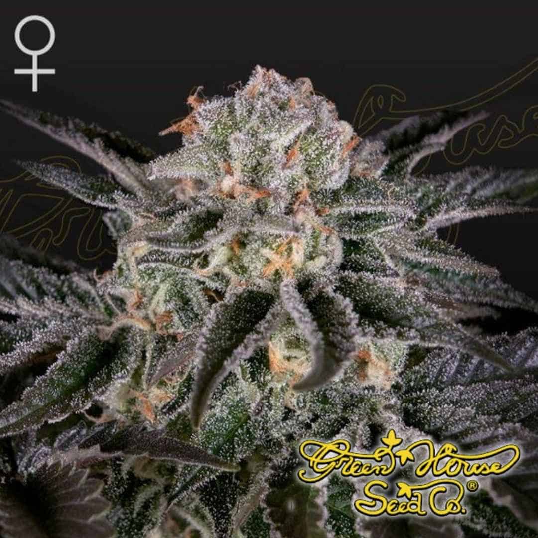 Wonder Pie Cannabispflanze mit dichtem Hauptbud, vielen Trichomen und orangefarbenen Blütenstempeln