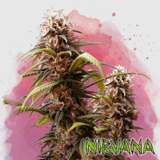 Dichte Wonder Woman Cannabispflanze mit harzigen, rötlichen Blüten und kräftigen grünen Blättern.