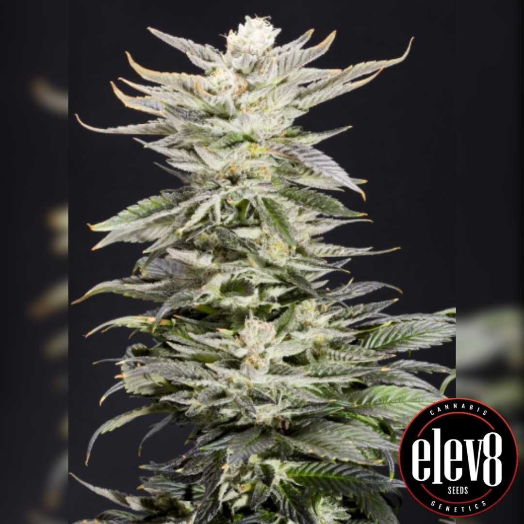 Frostige XTC OG Blüte mit dichten Harzschichten und kompakten, übereinander wachsenden Buds