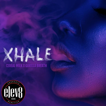 Frau mit violettem Licht, die Rauch ausatmet und das Xhale Branding zeigt