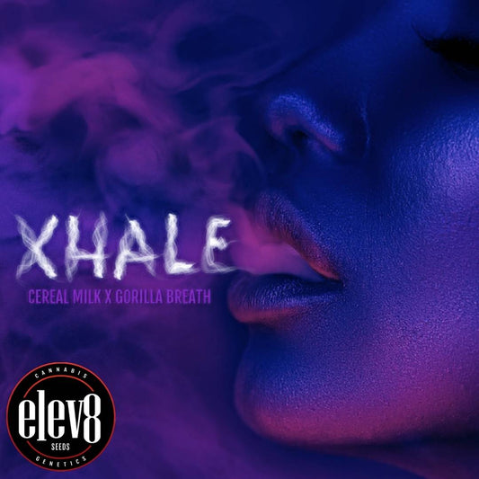 Frau mit violettem Licht, die Rauch ausatmet und das Xhale Branding zeigt