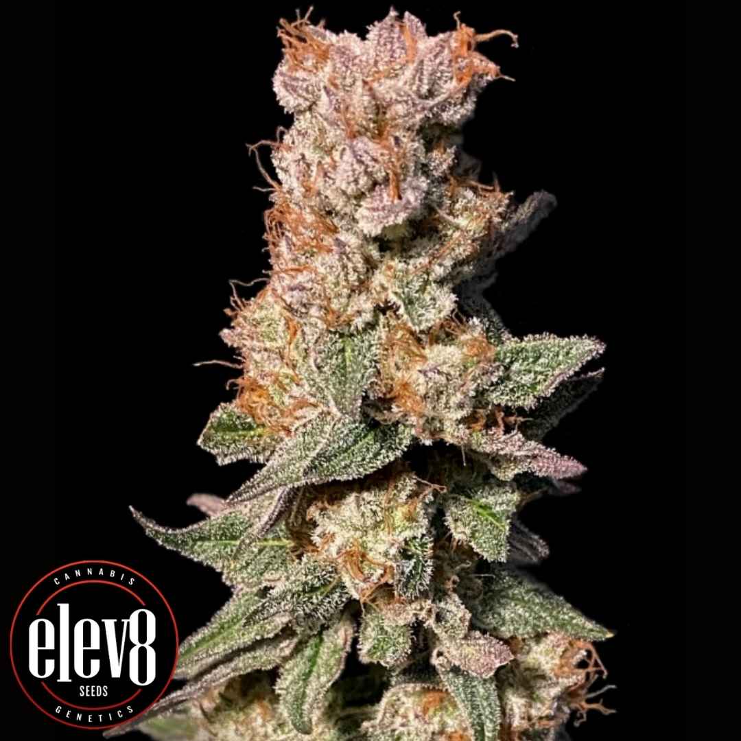 Frostige Xhale Blüte mit harzigen Trichomen und orangefarbenen Härchen