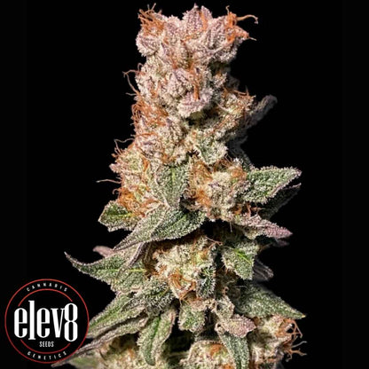 Frostige Xhale Blüte mit harzigen Trichomen und orangefarbenen Härchen