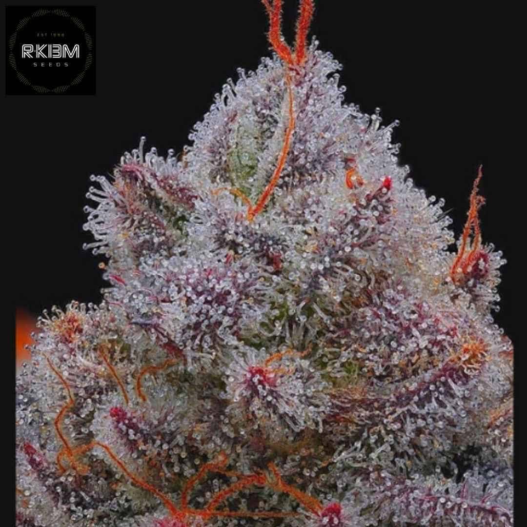Xupet Cannabisblüte mit dichter Trichomschicht und orangefarbenen Härchen, stark harzig und kompakt