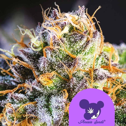 Yuhbary Cannabisblüte mit violetten Kristallen und orangefarbenen Blütenhaaren in Nahaufnahme
