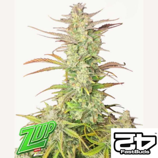 Z-Up Auto Cannabisblüte mit dichten Harztrichomen und kräftigen, kompakten Buds