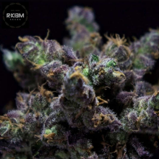 ZKiem Cannabisblüte mit dichten violetten Buds, reich an Trichomen und orangefarbenen Härchen