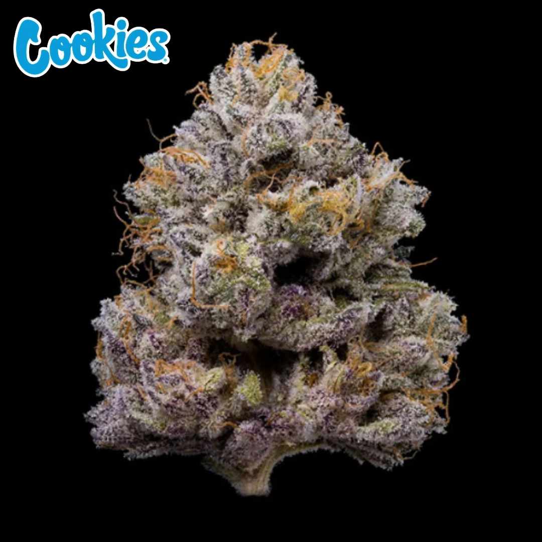 ZZ4 kompakte Cannabisknospe mit dichter Struktur, lila Nuancen und orangefarbenen Härchen, stark mit Trichomen bedeckt