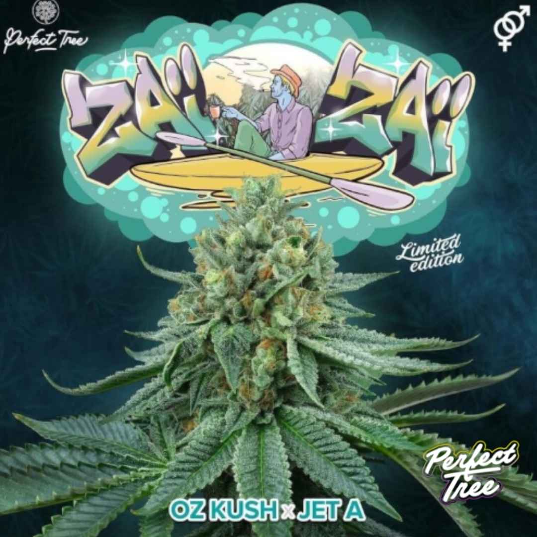 Zaïzaï Cannabisblüte mit dichten, harzigen Buds und sichtbaren Trichomen, perfekt gewachsen und kompakt