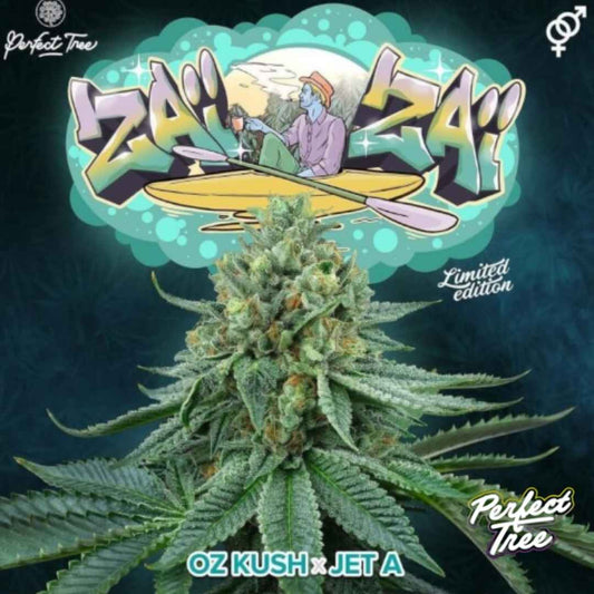 Zaïzaï Cannabisblüte mit dichten, harzigen Buds und sichtbaren Trichomen, perfekt gewachsen und kompakt