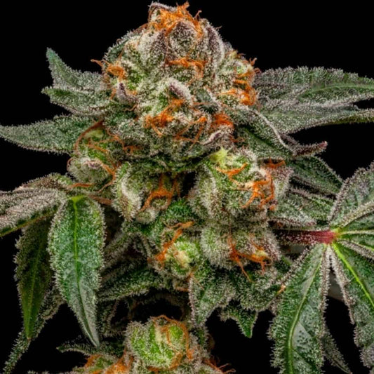 Zake Blüte mit dichten Trichomen, orangefarbenen Blütenfäden und dunkelgrünen Blättern