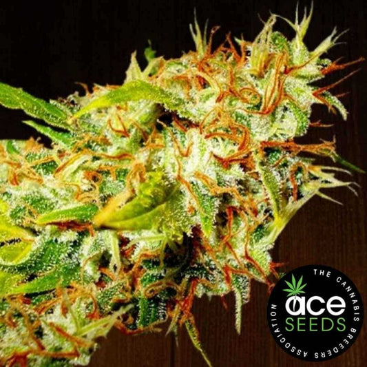 Zamaldelica Blüte mit dichten Harztrichomen und vielen orangefarbenen Blütenhaaren in Nahaufnahme