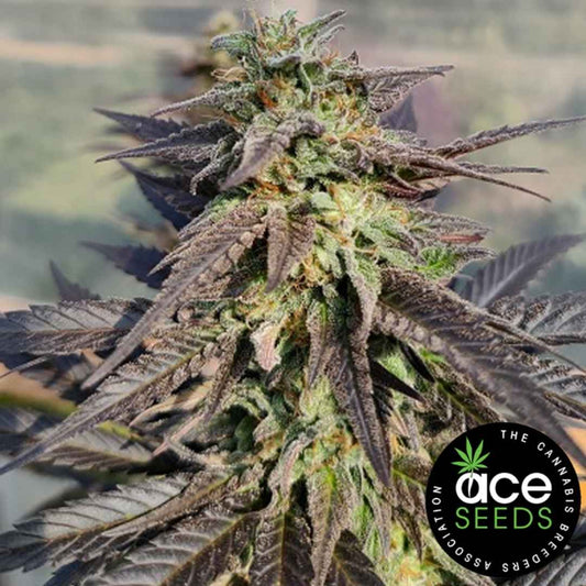 Zamaldelica x Kali China Bud mit dunklen Blättern, dichter Harzschicht und kompaktem Blütenaufbau.