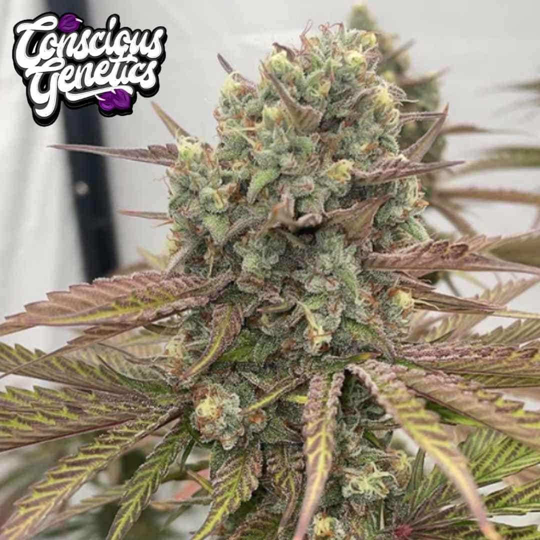Zapplewoodz Cannabisblüte mit dichten Trichomen, orangefarbenen Härchen und violetten Blättern