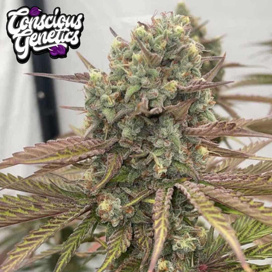 Zapplewoodz Cannabisblüte mit dichten Trichomen, orangefarbenen Härchen und violetten Blättern
