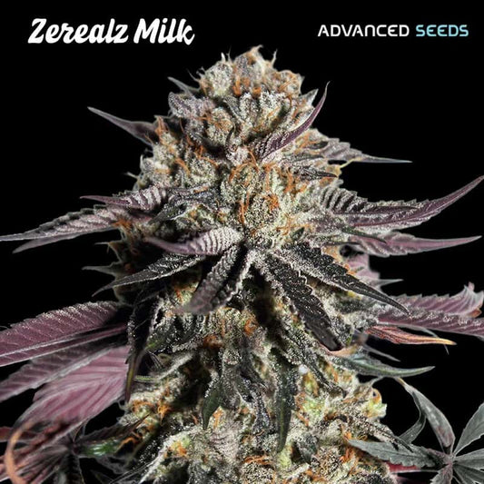 Zerealz Milk Bud von Advanced Seeds mit dichten Trichomen, violettgrünen Blättern und auffälligen orangen Blütenhaaren.