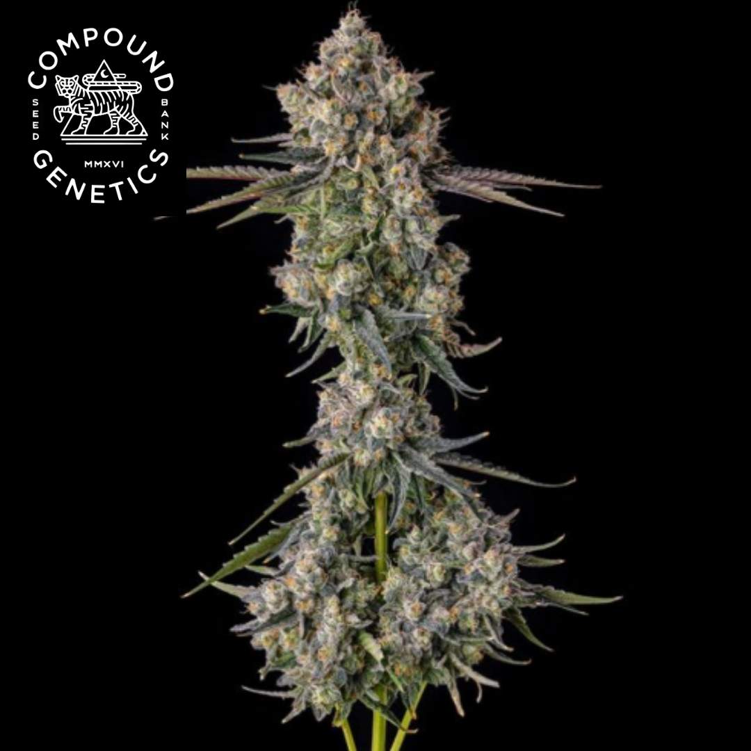 Zhampagne Cannabisblüte mit dichten, harzigen Buds und frostigen Trichomen