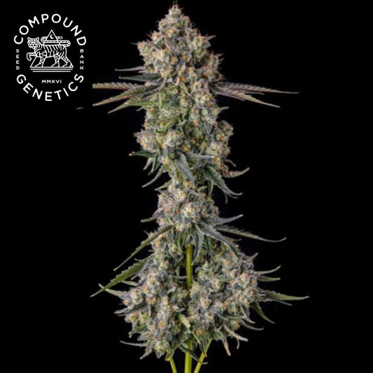 Zhampagne Cannabisblüte mit dichten, harzigen Buds und frostigen Trichomen
