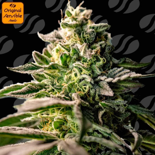 Zingatsu Cannabisknospe mit dichter Struktur, starkem Trichombesatz und hellen Blütenfäden in Nahaufnahme