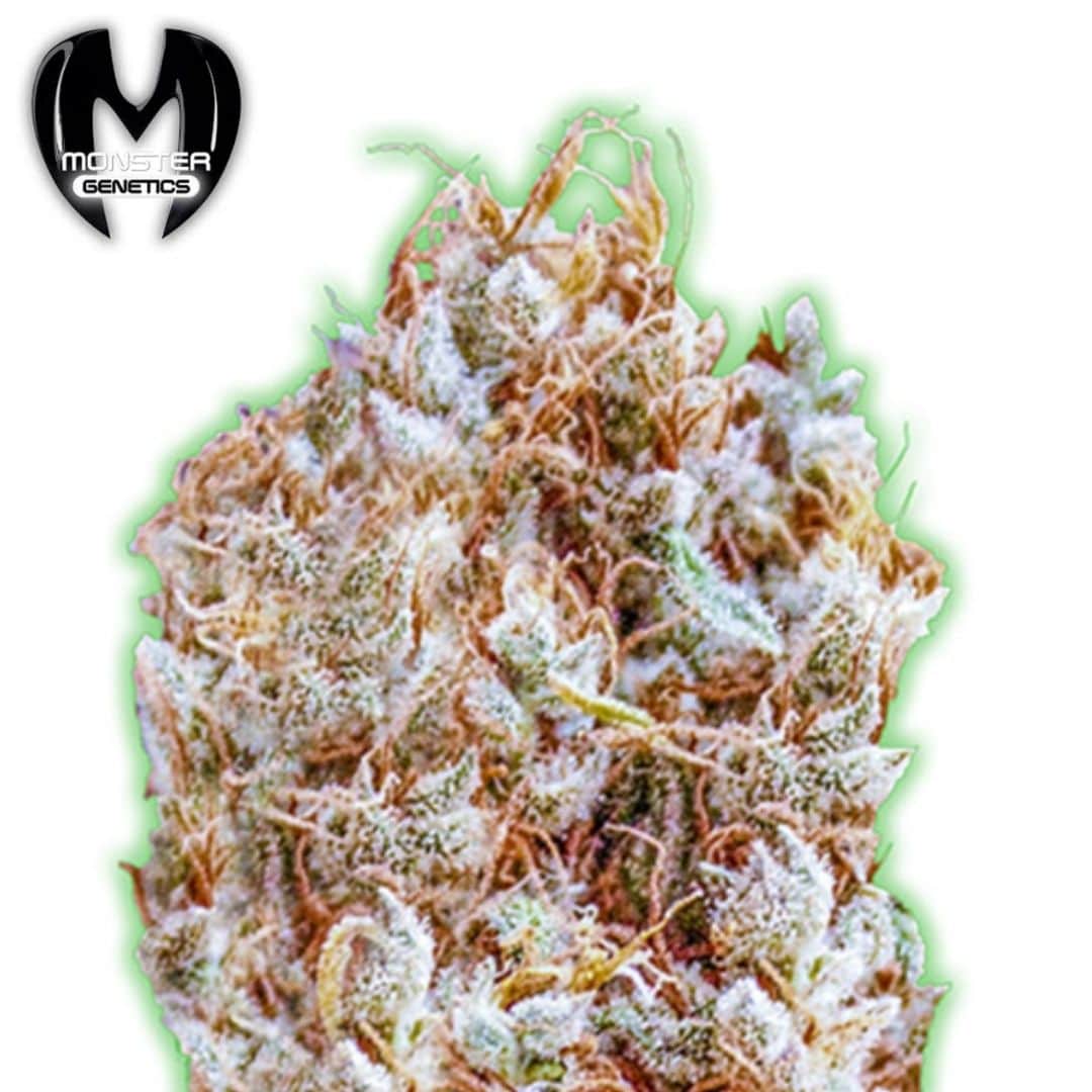 Dichte Zkitlles Cannabisblüte mit vielen Trichomen und orangefarbenen Blütenfäden