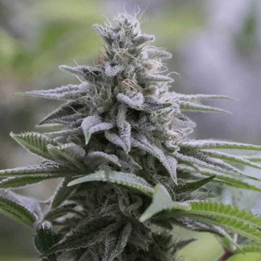 Nahaufnahme einer frostigen Zkittlez 2.0 Blüte mit dichten Trichomen und harzigen Blättern