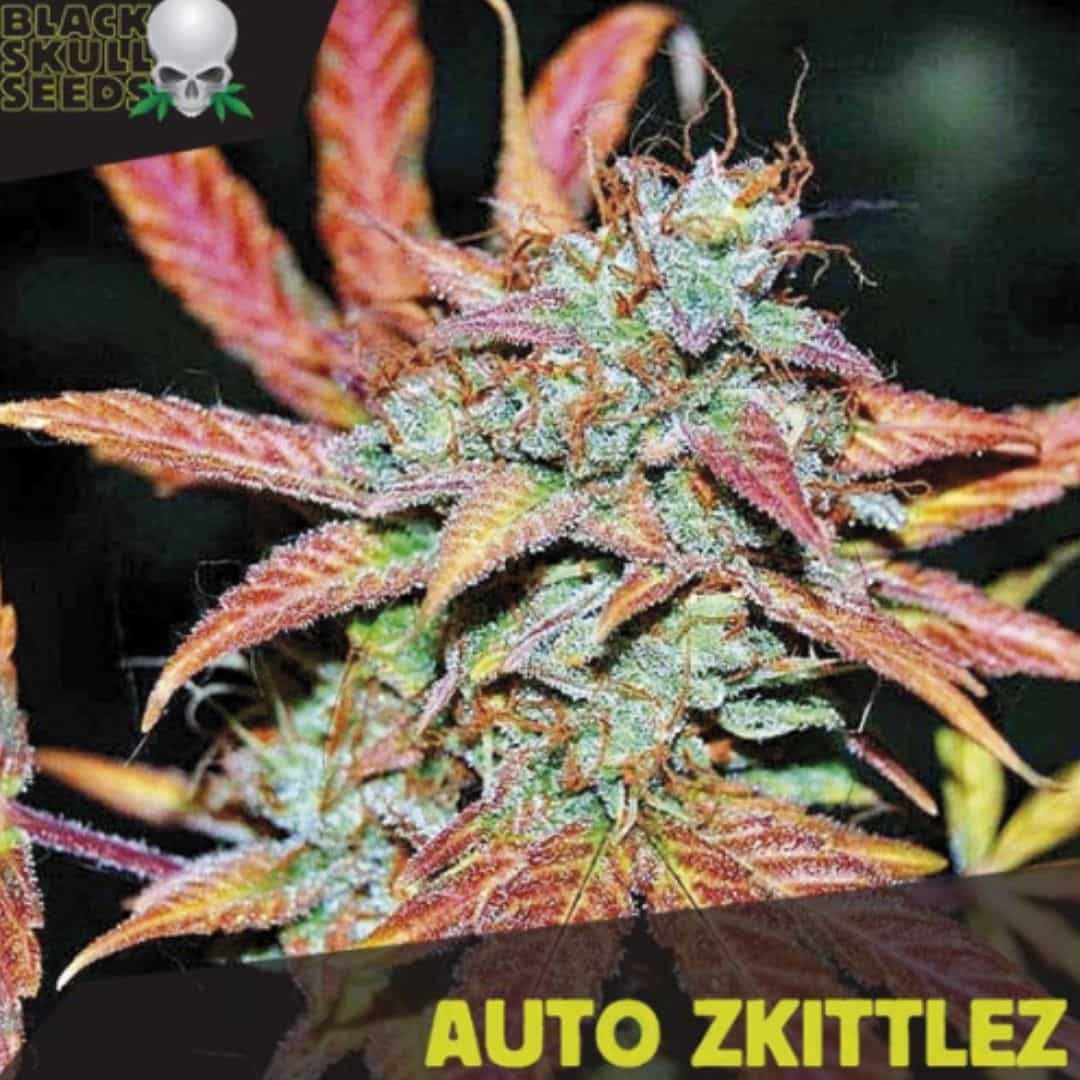 Auto Zkittlez Cannabisblüte mit frostigen Trichomen und rötlichen Zuckerblättern